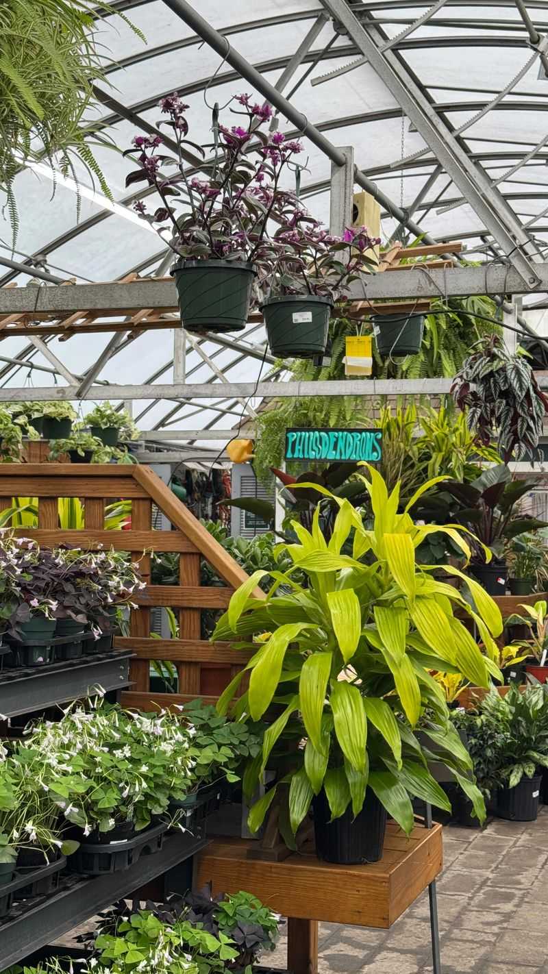 Group Plants Together for Humidity