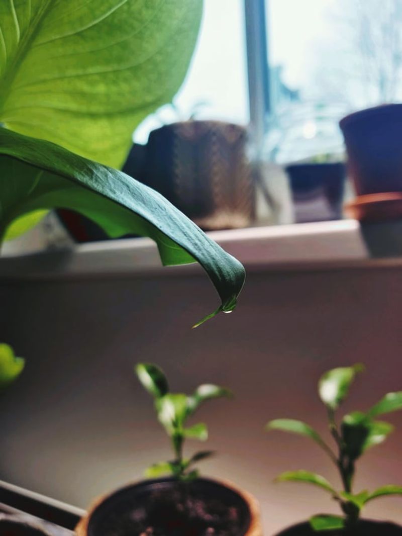 Clean the Leaves