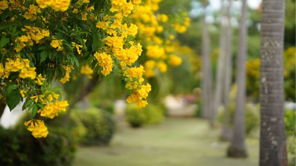 Kerria Japonica 