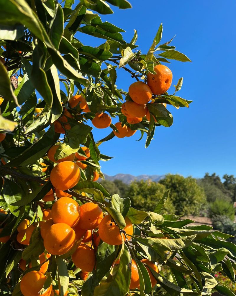 Satsuma Mandarin