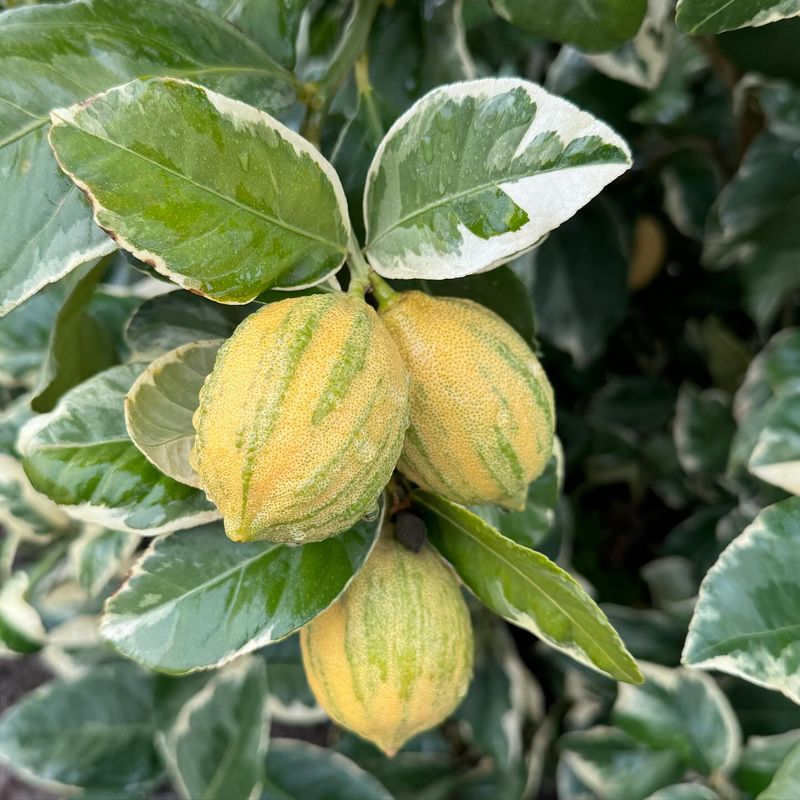 Pink Lemon
