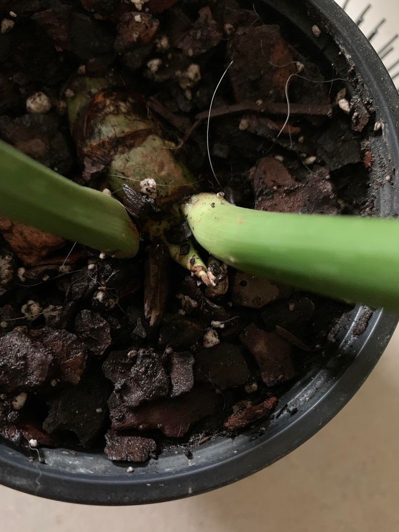 Adjust Care Based On Growth