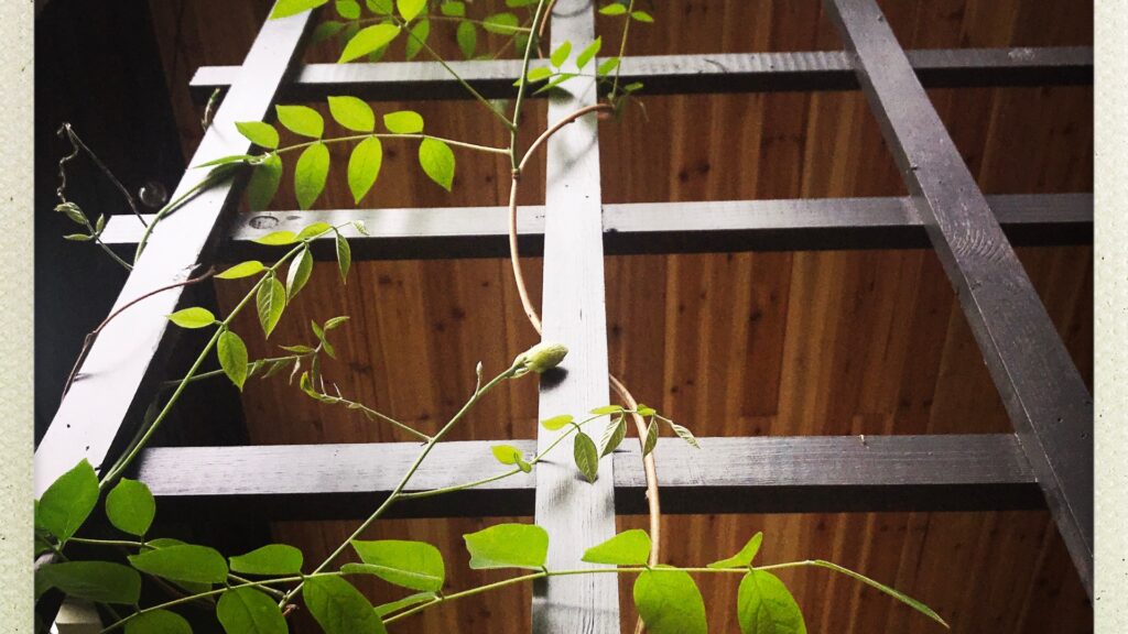 ladder trellis