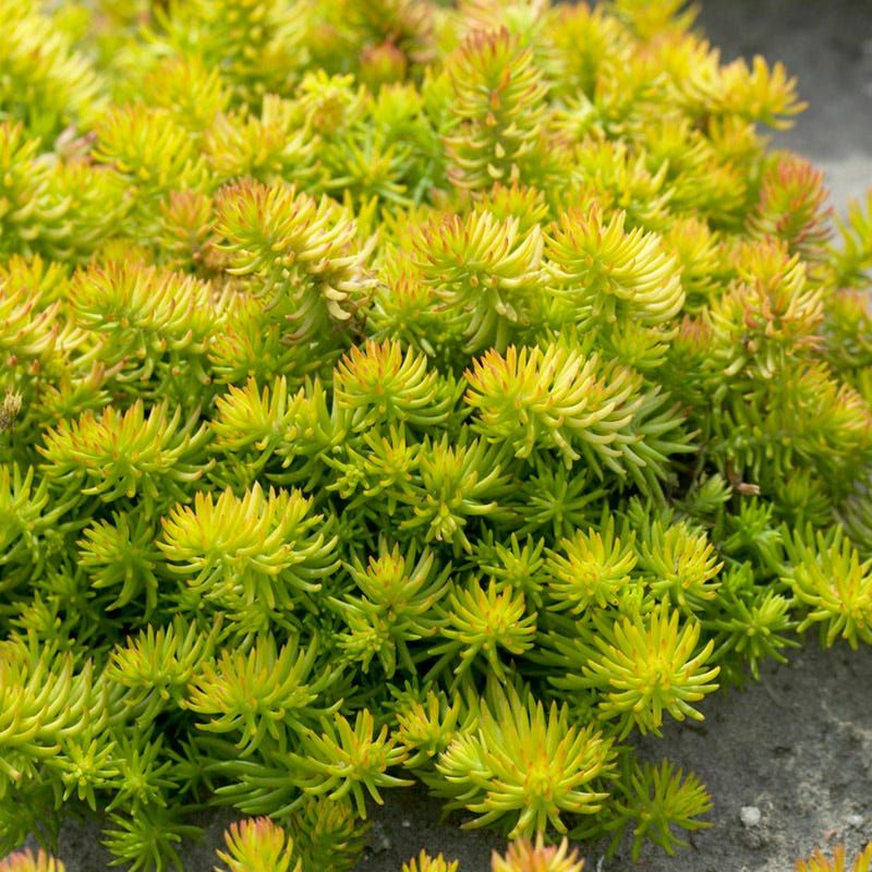 Sedum