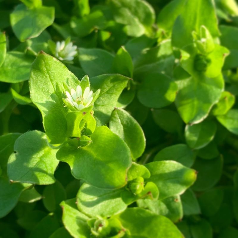 Chickweed