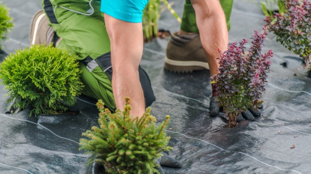 landscaping ideas