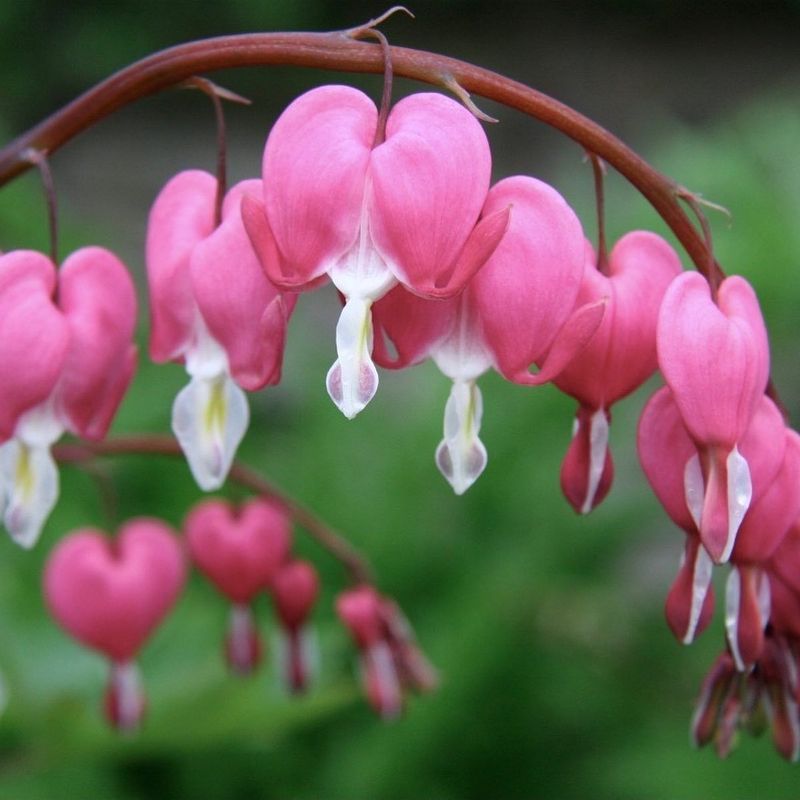 Bleeding Heart