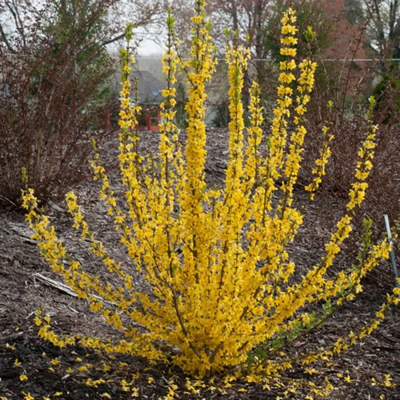 Forsythia ‘Show Off Starlet’