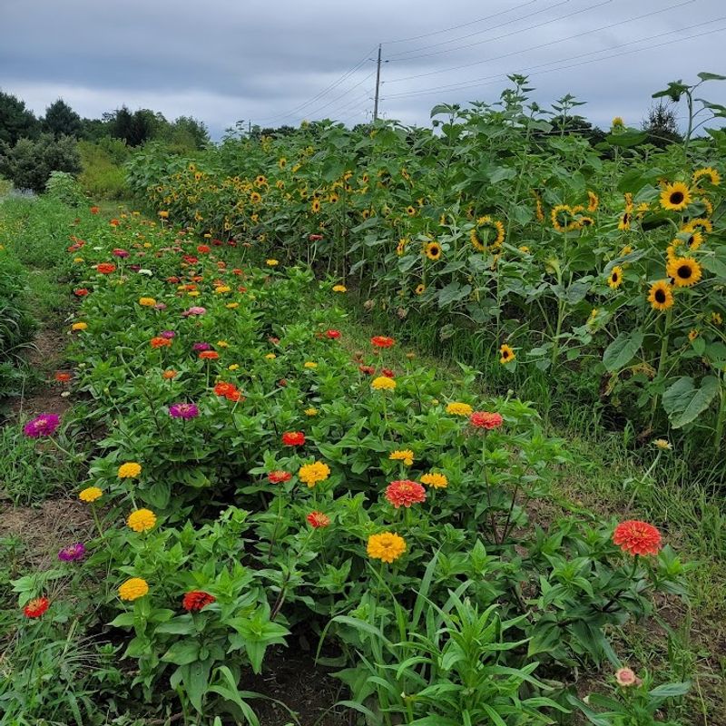 Sunflowers