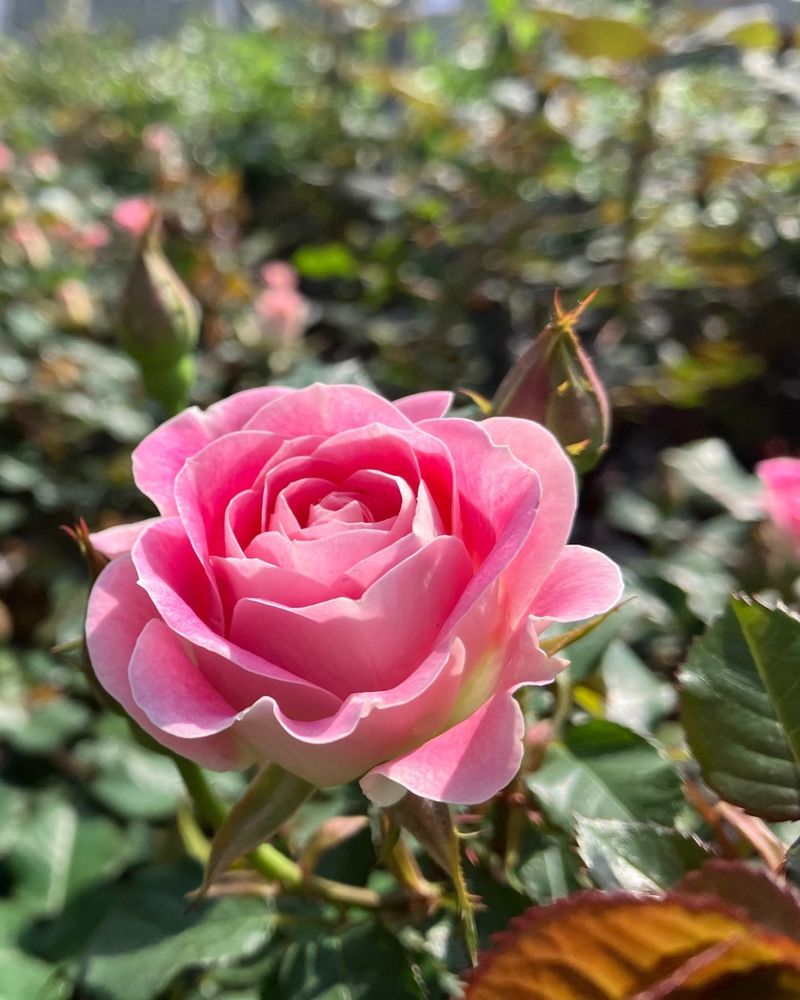Roses