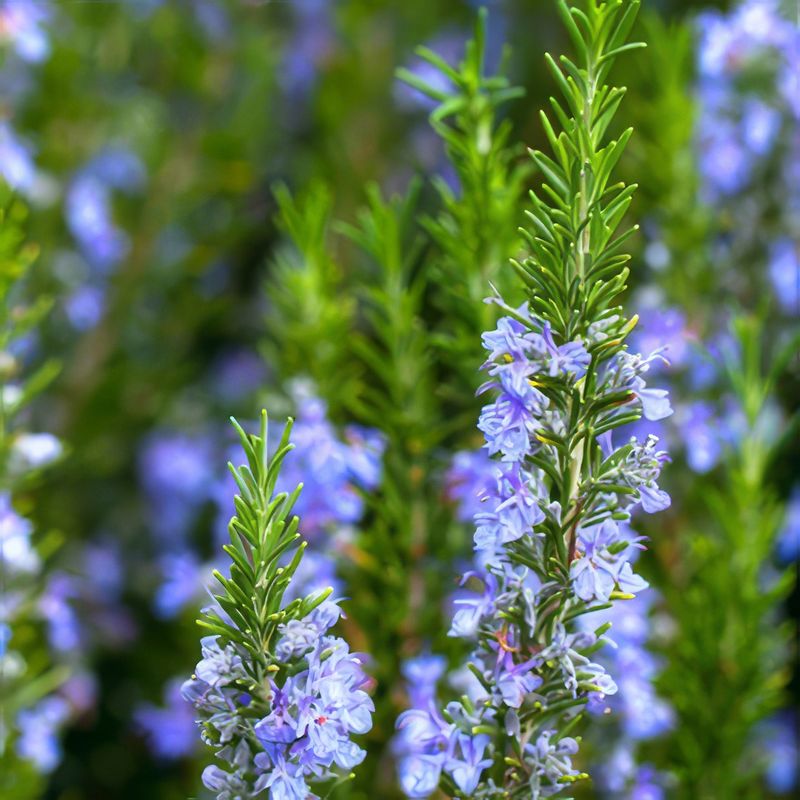 Rosemary