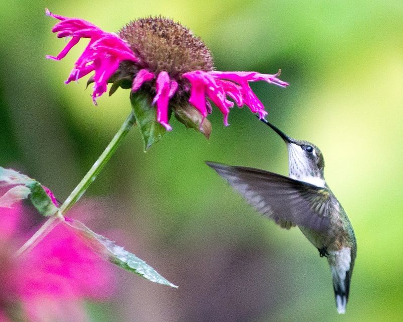 Bee Balm