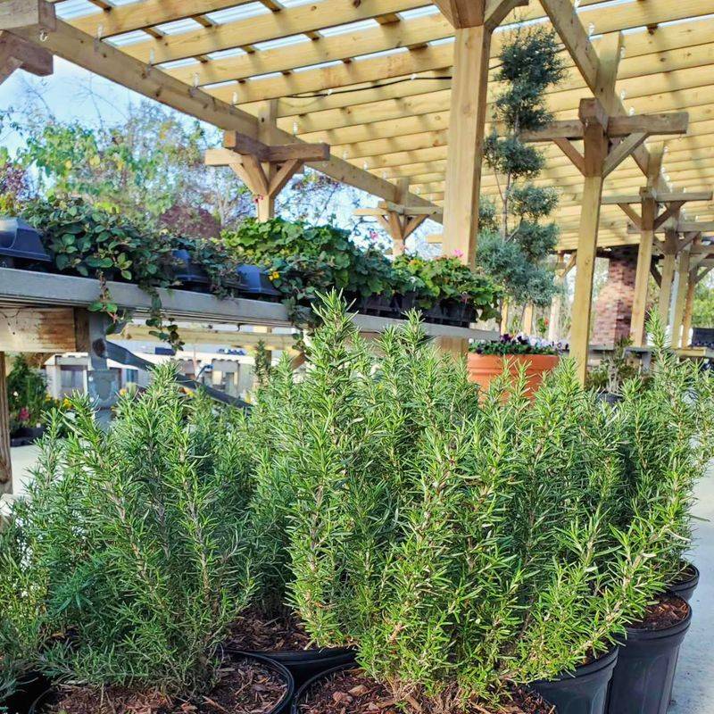 Avoid Rosemary If You’re Hoping for Ladybug Visitors