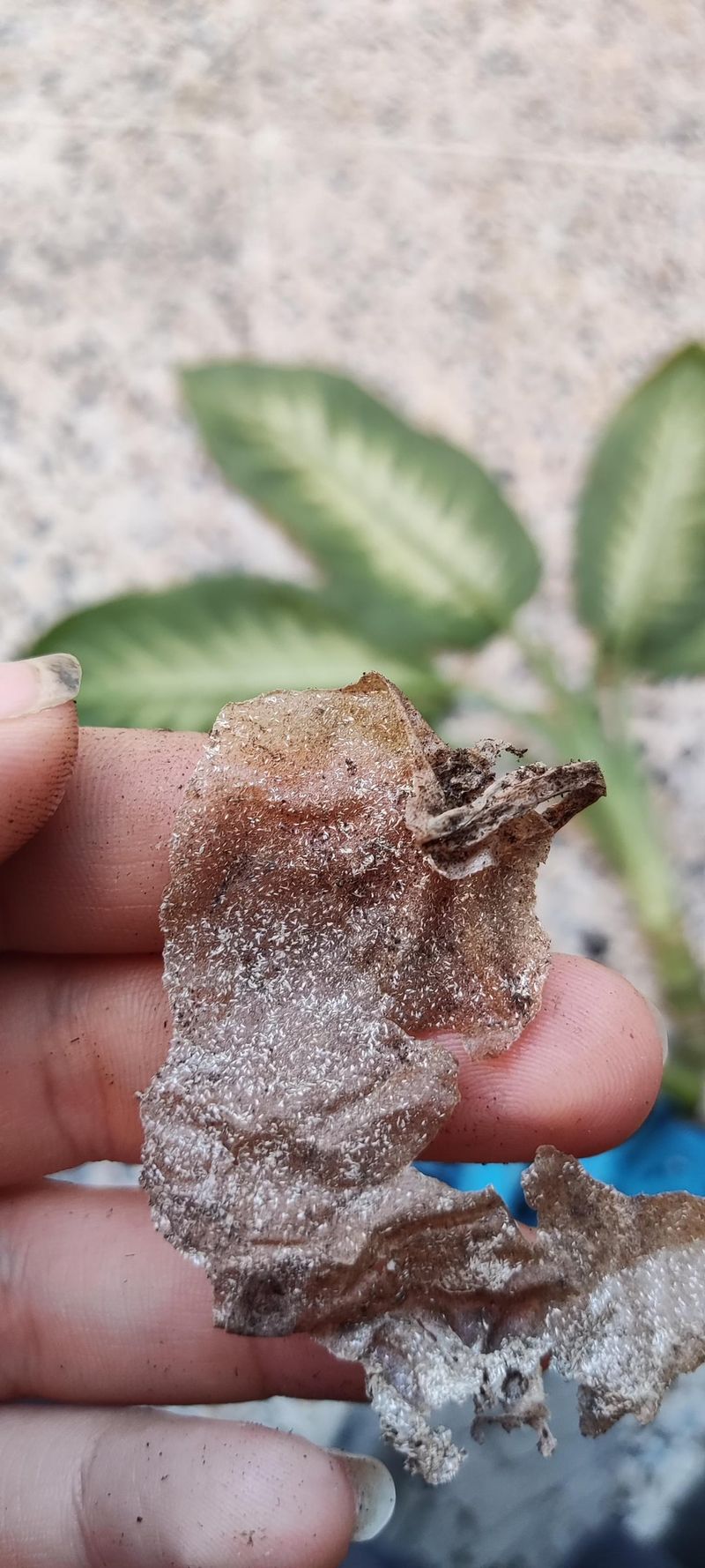 Root Maggots