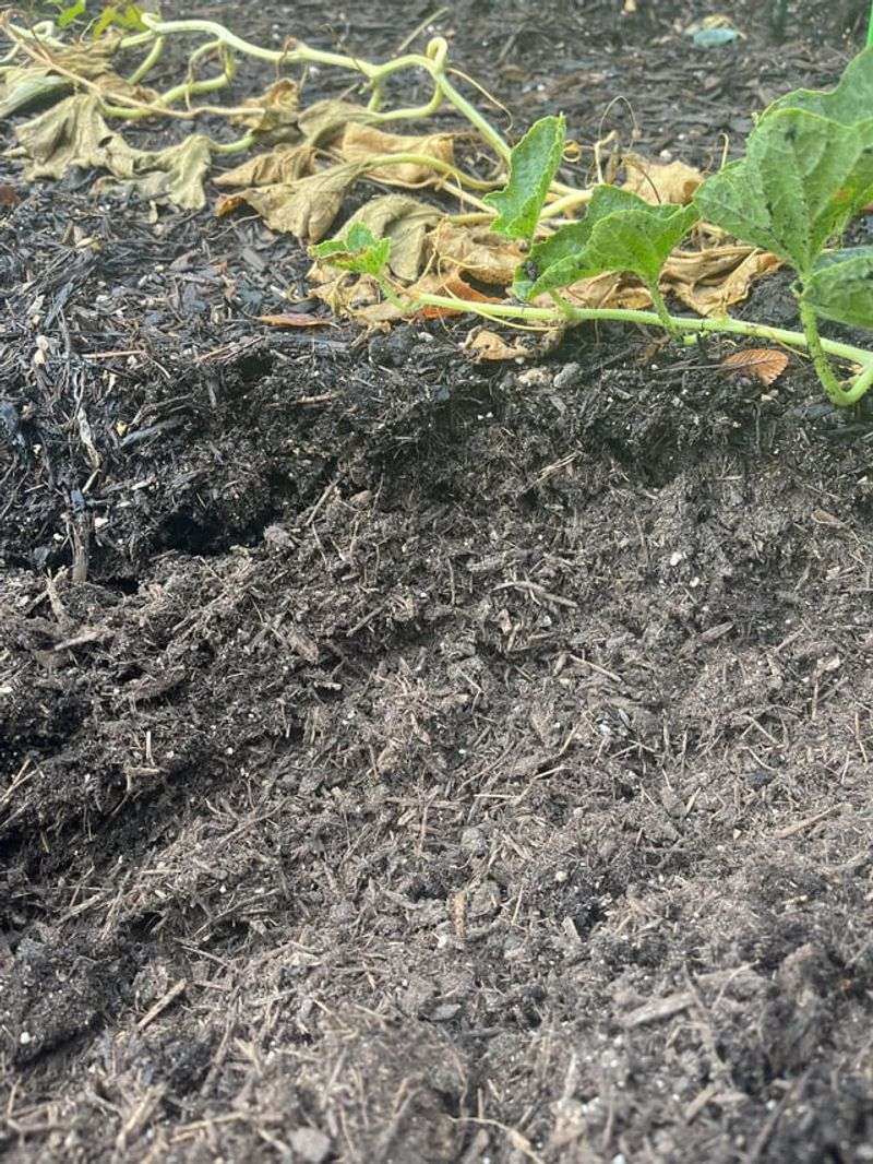 Soil Dries Out Quickly After Watering