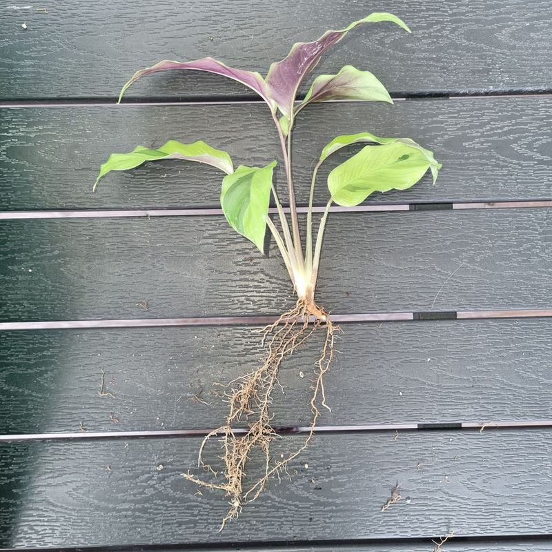 Use a Clear Vessel to Monitor Roots