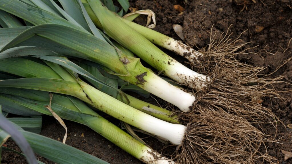 leeks