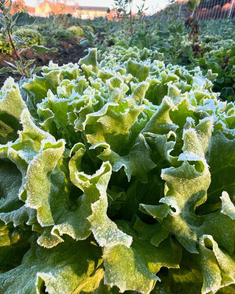 Lettuce