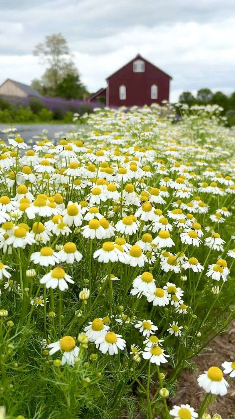 Chamomile