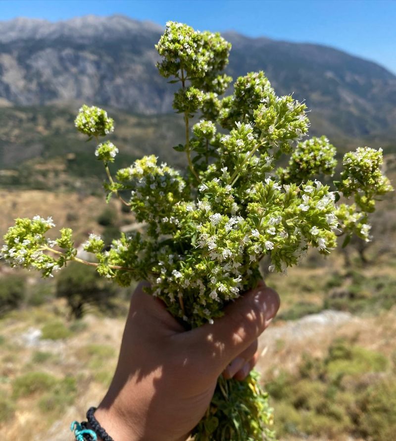 Oregano