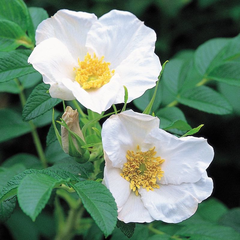 Rosa Rugosa Alba