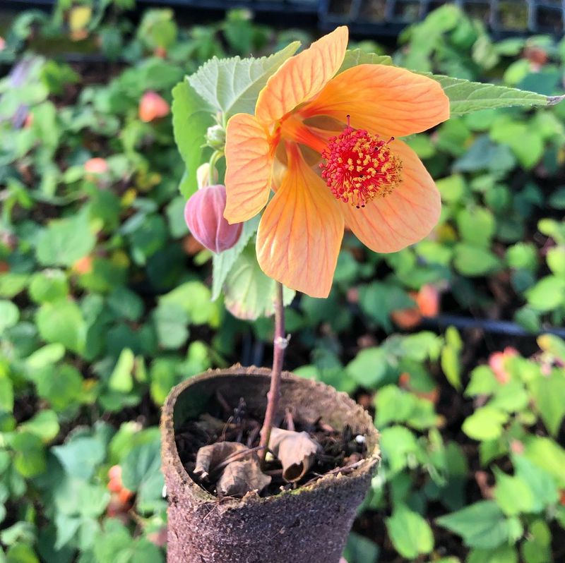 Abutilon ‘Orange Hot Lava’