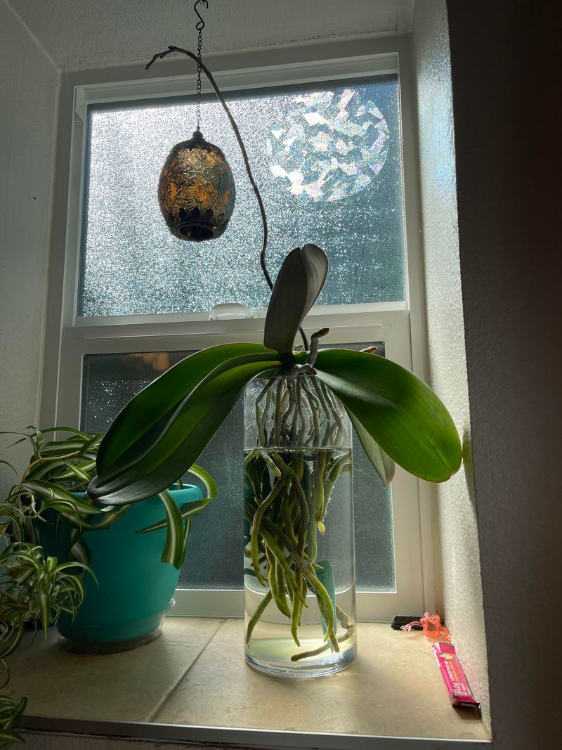 Reduced Risk Of Pests