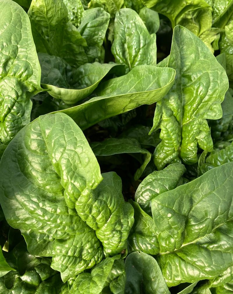 Spinach