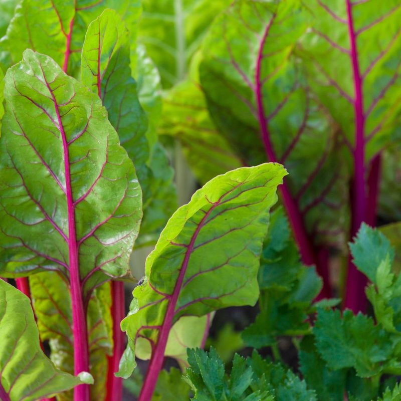 Swiss Chard