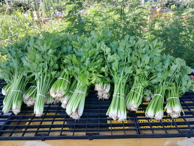 Celery