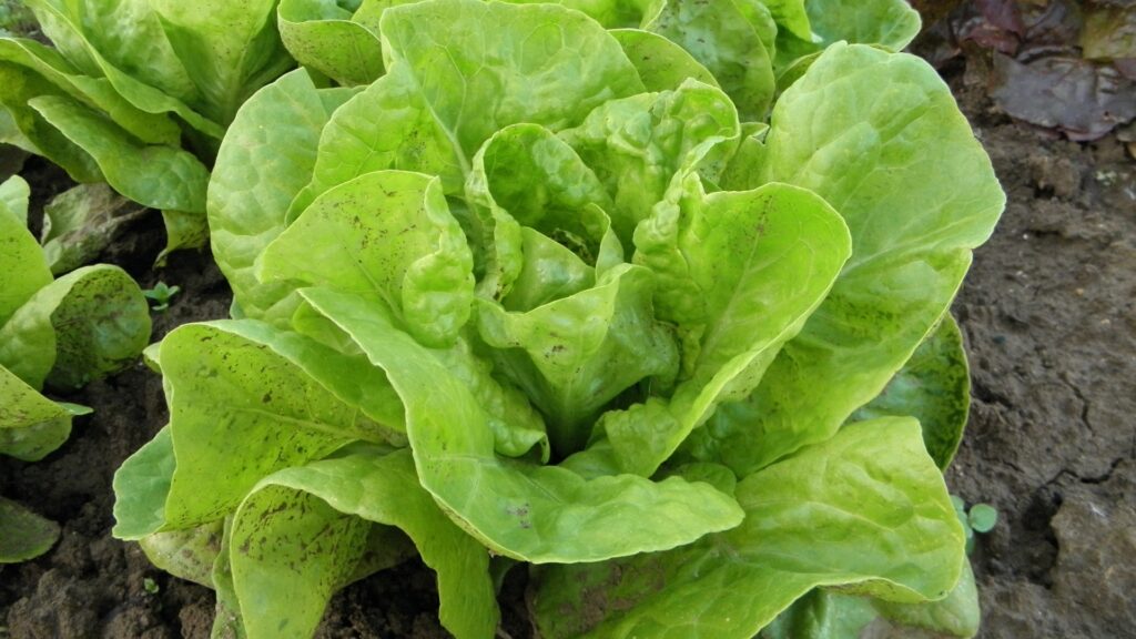 lettuce plant
