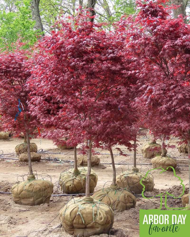 Japanese Maple