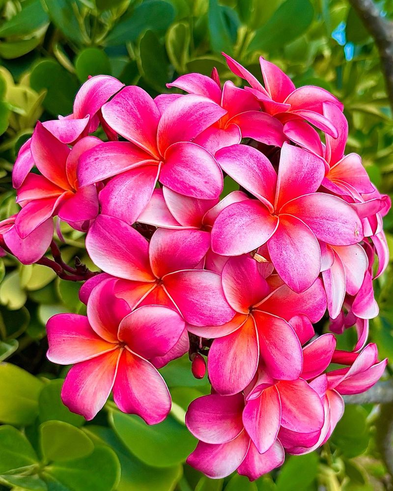 Plumeria
