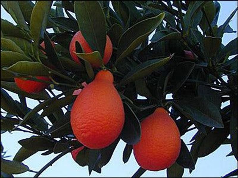 Mandarinquat