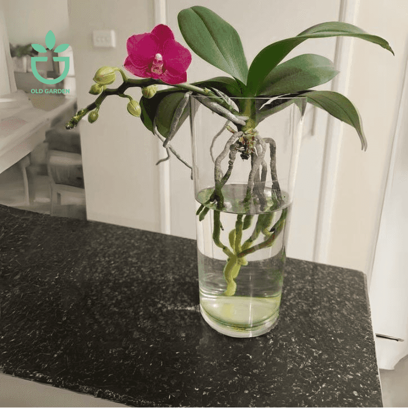 Not Ideal For All Orchid Varieties