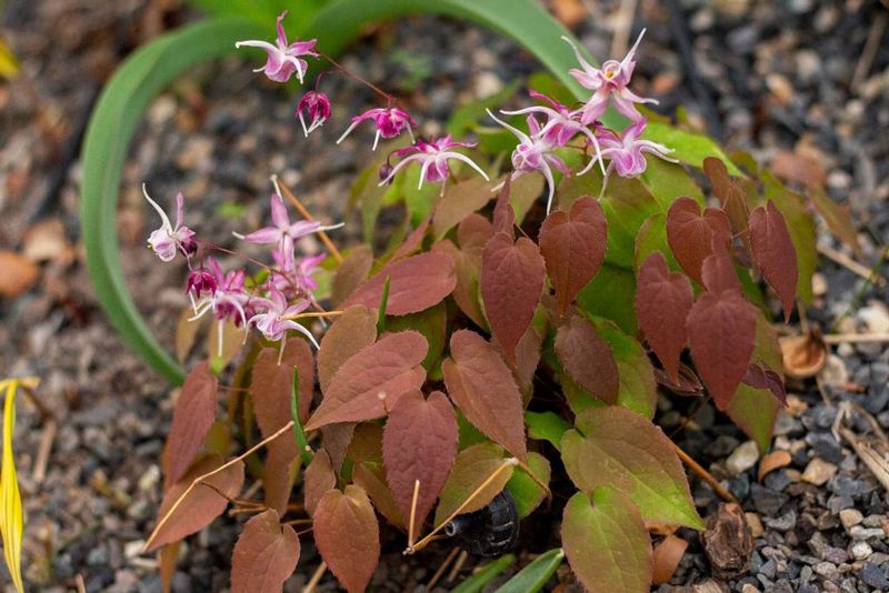 Epimedium