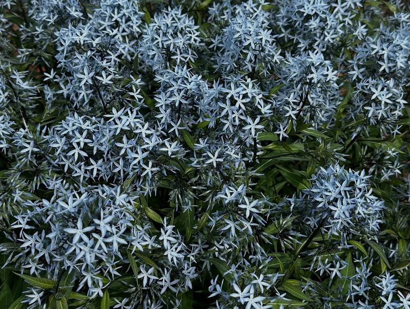 Amsonia