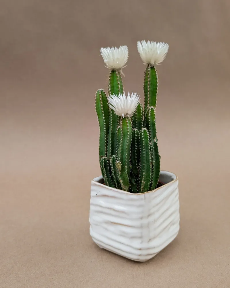 Fairy Castle Cactus