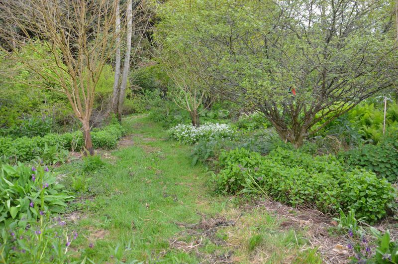 Forest Gardening
