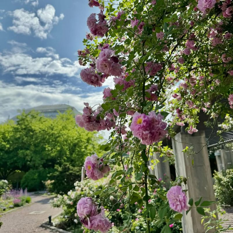 Beautiful Fragrance