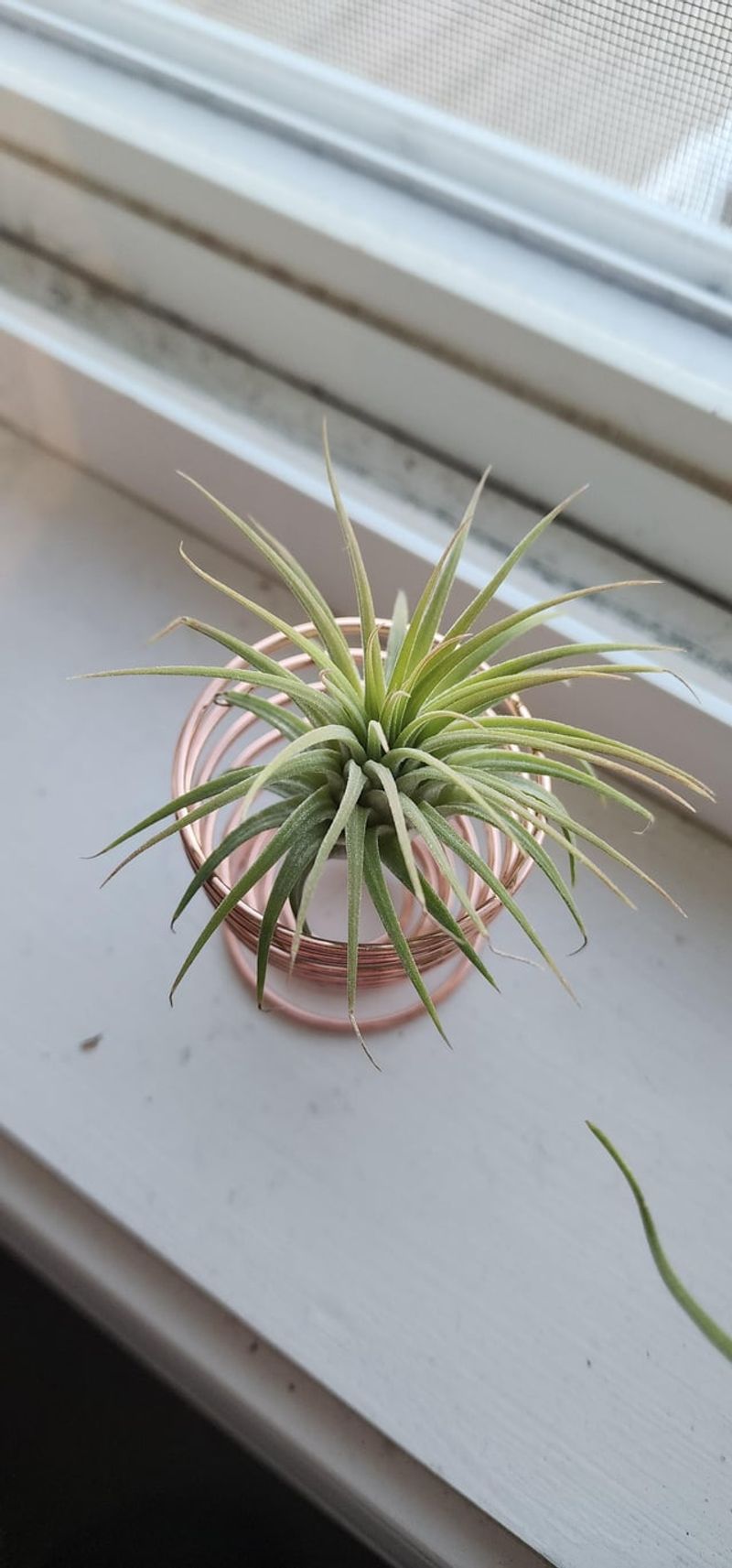 Air Plant