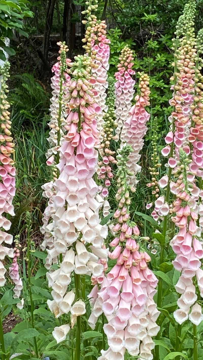 Foxglove