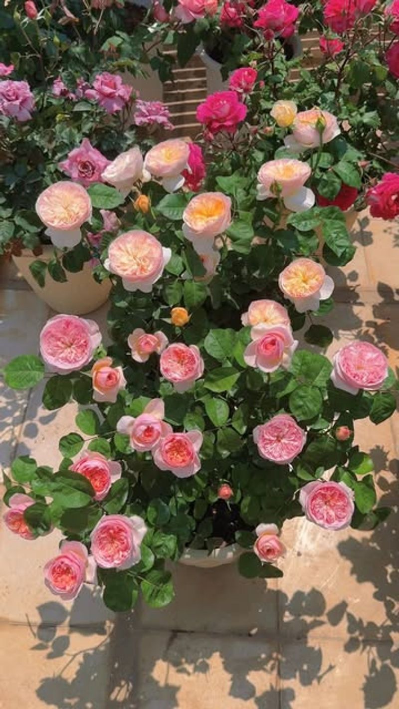 Romeo E Giulietta Rose