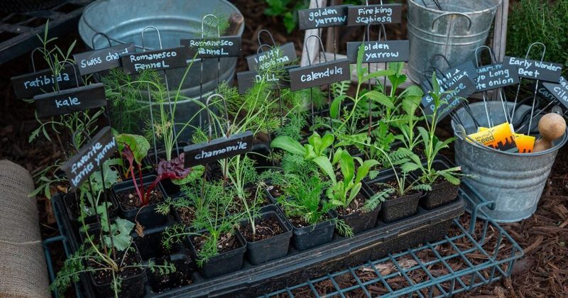 Label Your Seedlings