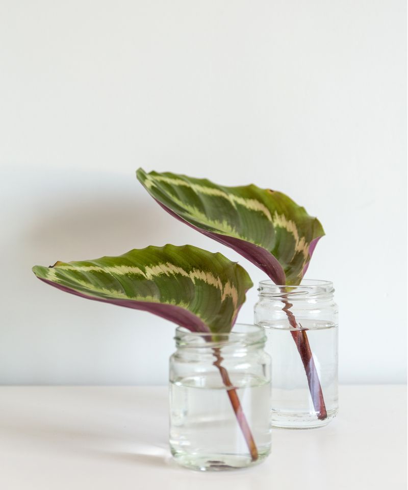 Prevent Algae Growth in Containers