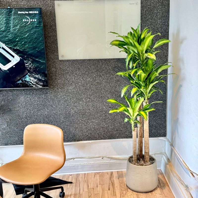 Corn Plant