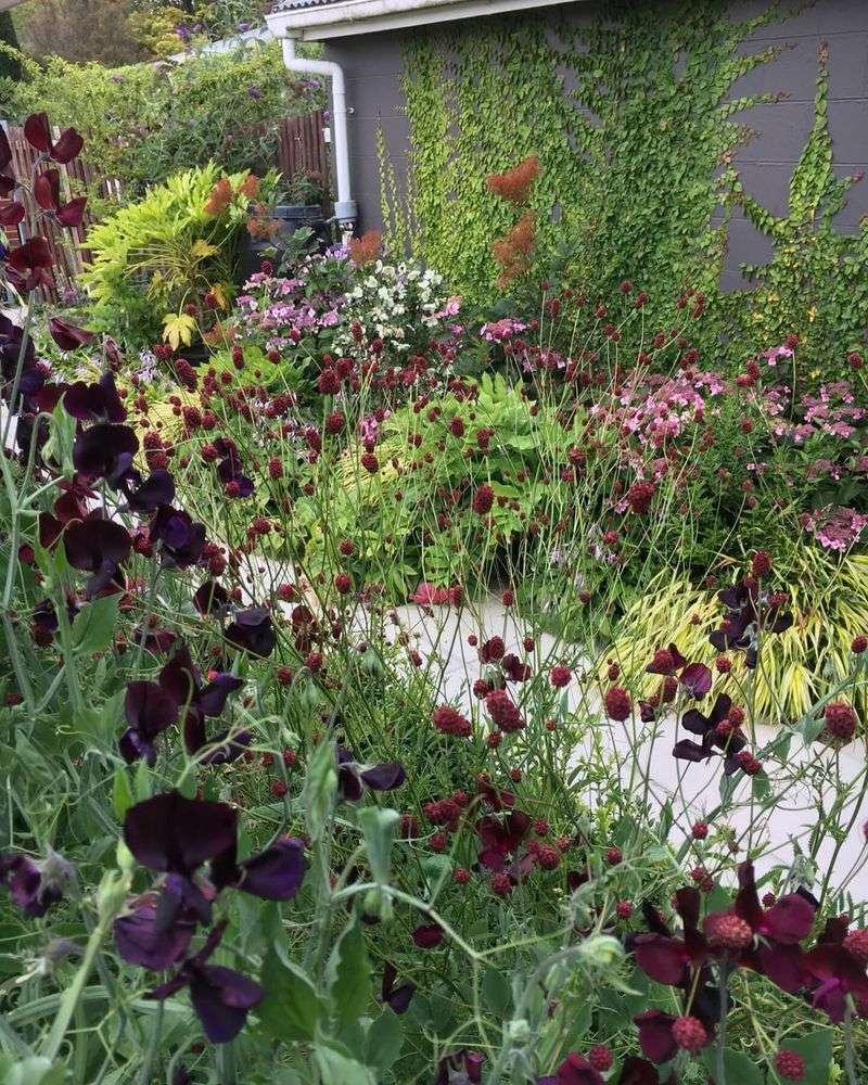 Perfect For Borders And Edging In Cottage Gardens