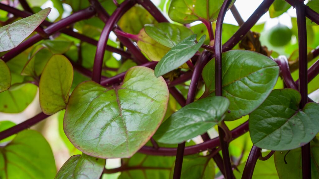 malabar spinach