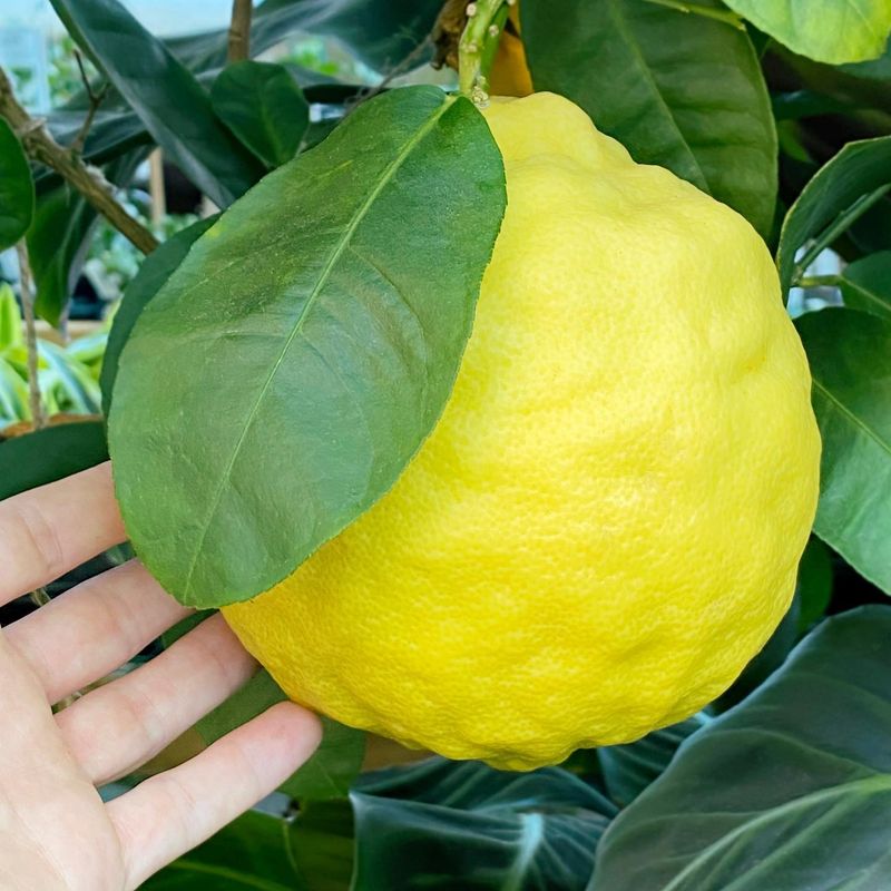 Ponderosa Lemon