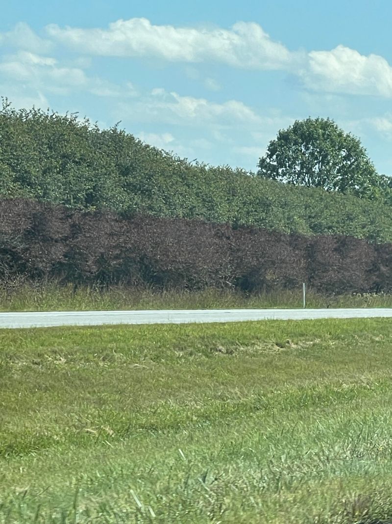 Windbreaks